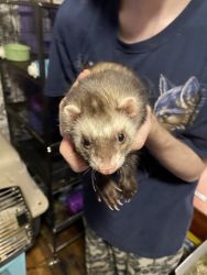 3 ferrets for sale