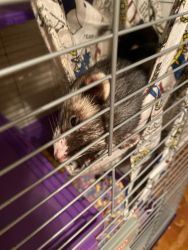 Ferret 5 years old male