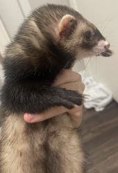 Ferret for sale in Fort Worth