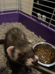 10 week old ferret