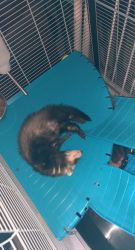Ferrets who need a loving home