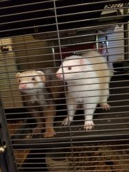 FERRETS LUCKY AND BANDIT