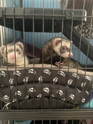 Two ferrets