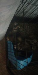 2 ferrets for sell