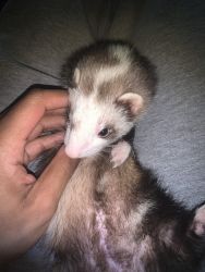 Tiny my beloved ferret