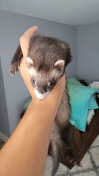 Pretty playful ferret looking for a better home