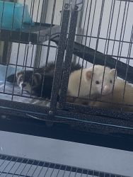 2 ferrets for sale! Orlando fl.