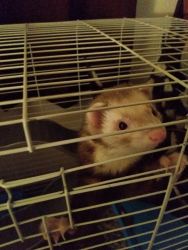 8.5-9 month old ferret for sale.