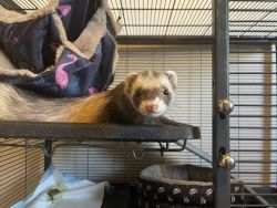 ferret and cage
