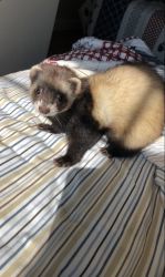 Male ferret needs new home!