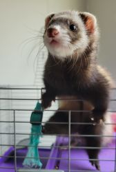 Two spayed female ferrets