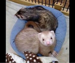 2 ferrets one male and one female