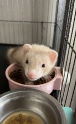 two young ferrets for sale