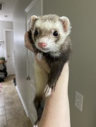 two male ferrets for sale