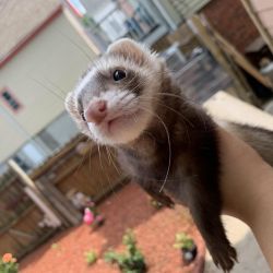 Ferret- 2 years old