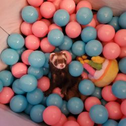 4 adorable loving ferrets large cage and all supplies