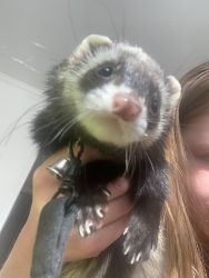 Ferret and Cage for sale