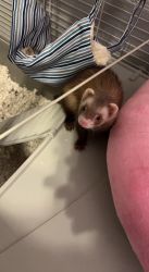 Ferret WITH cage for sale