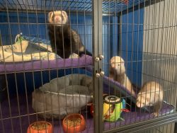 3 Awesome female ferret’s need a new home!