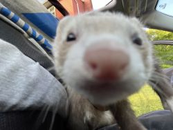 young ferret for sale (derby ct) $190