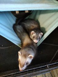 Ferret sisters w/cage+