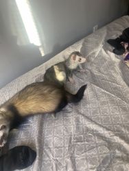 2 Ferrets for sell. Or can buy one