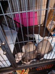 3 cuddly ferrets