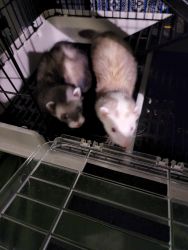 Pair of ferrets