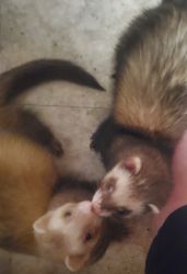 2 Ferrets with all supplies