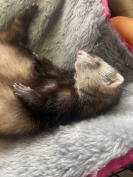 2 yr.old male ferret for sale to a loving home