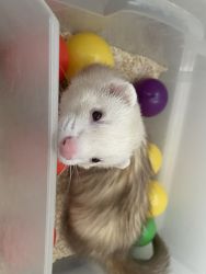Two Ferrets loving and healthy