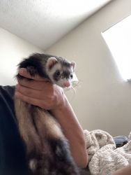 Lily the Ferret