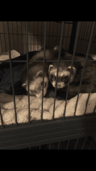 Two Ferrets - Free to Good Home