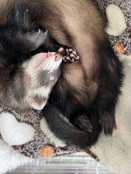 Female ferret rehoming