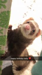 Friendly Ferret in need of a new home!!