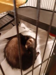 Ferrets for sell