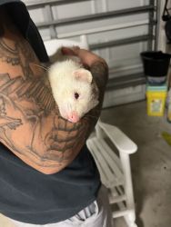 Two ferrets for sale