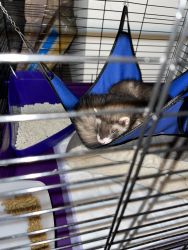 Ferret’s for sale