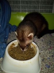 Young Male Ferret for Sale!