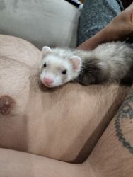 Female and male ferret for sale