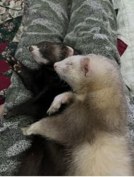 FERRETS FOR SALE