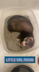 3 ferrets for sale!