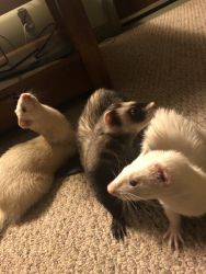 3 ferrets and huge 3 level cage