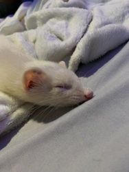 Ferret for sale