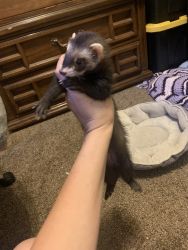 Ferrets and stuff or best offer