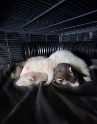 3 ferrets with two story cage