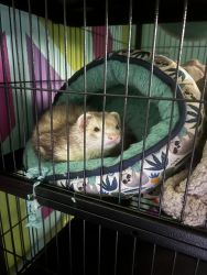 Marshall Ferret for sale. 2 yrs old