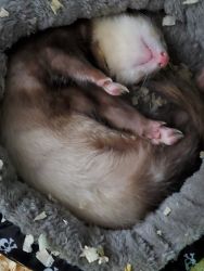 Cute ferret for rehoming