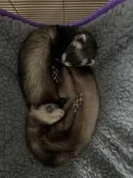 Two loving Ferrets- male and female