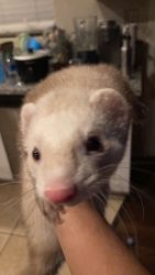 Cre and beige ferret 8months old
